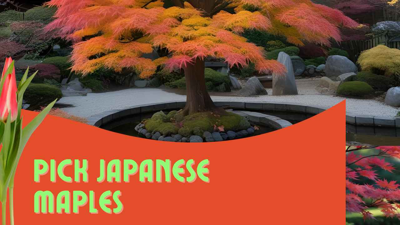 Pick Japanese Maples