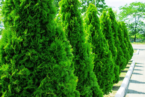 Green giant arborvitae and Care