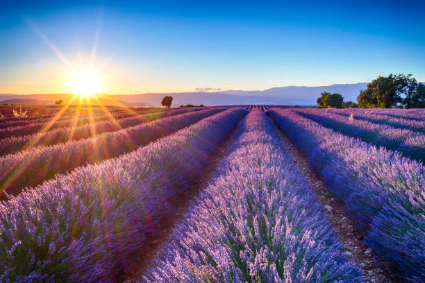 Lavender crops and products emphasize the quality of the essential oil