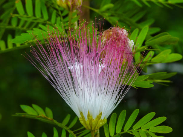 Deruvala Cecilifolia Flower